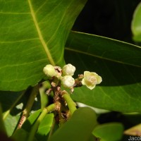 Chrysobalanus icaco L.